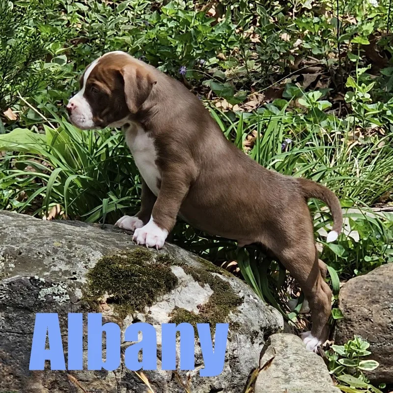 Albany thumbnail 3