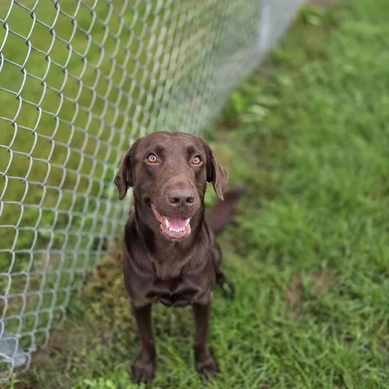 An adult medium-sized male Chocolate Labrador Retriever dog named Toblerone for adoption in Brookings, SD