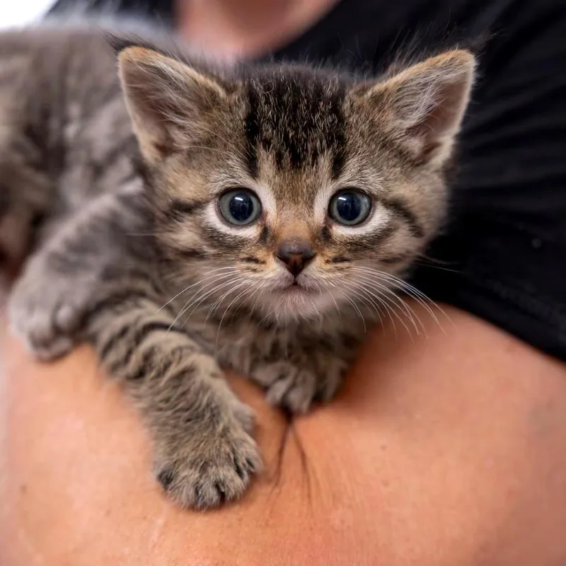 A baby small-sized male Brown / Chocolate Domestic Short Hair cat named Frizzle C for adoption in Princeton, MN