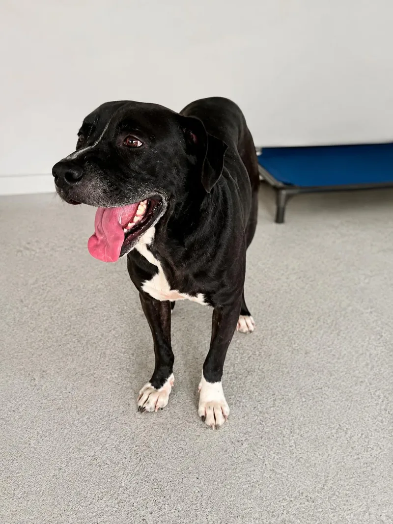 An adult large-sized male Black Mixed Breed dog named Chopper for adoption in thomson, GA