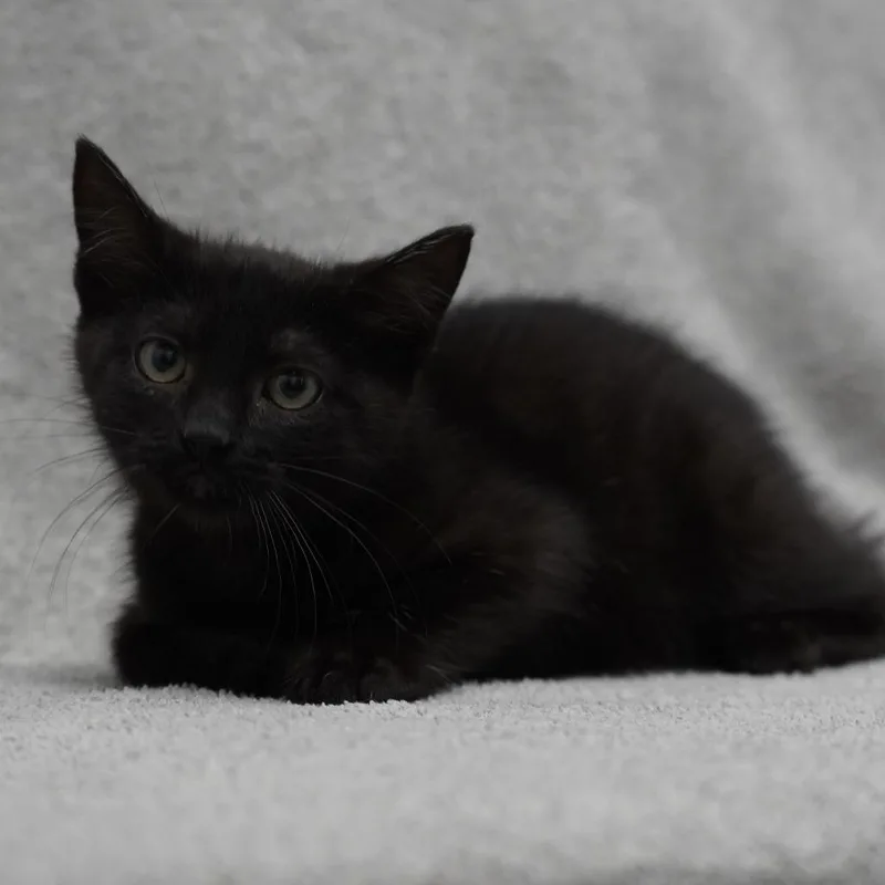 A baby small-sized female Black Domestic Short Hair cat named Verona for adoption in Redwood City, CA