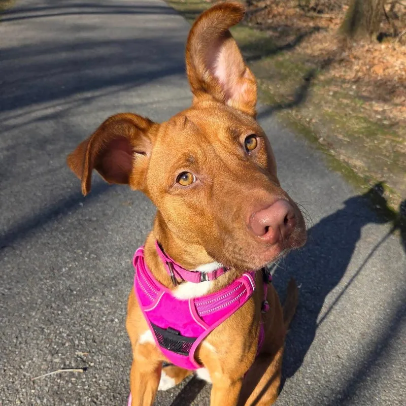 A young medium-sized female Golden Mixed Breed dog named Anemone for adoption in Cape Girardeau, MO