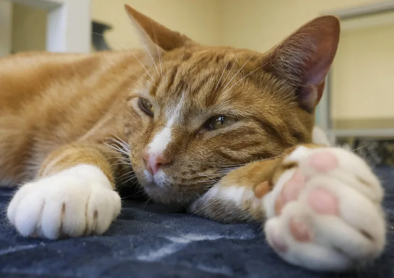 An adult medium-sized female Domestic Short Hair cat named Momma Jean for adoption in Harvey , LA