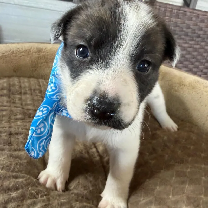 Bruiser thumbnail 2