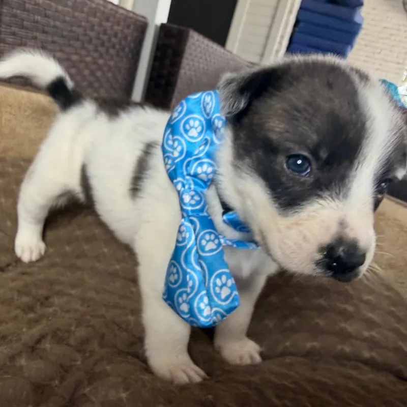 Bruiser thumbnail 3