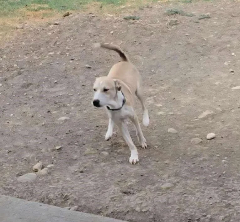 A young medium-sized male Sable Labrador Retriever dog named Henry for adoption in San Antonio, TX