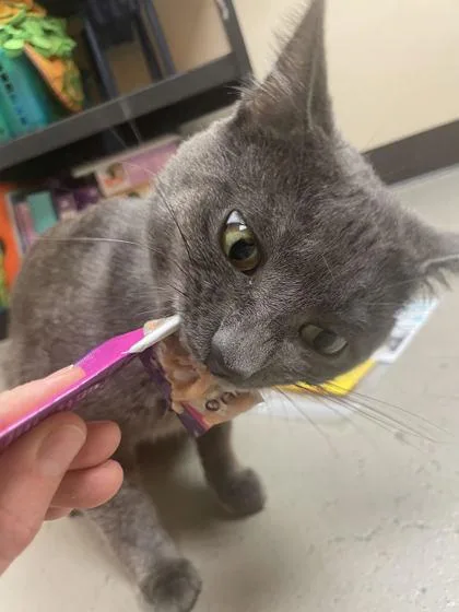 A young medium-sized male Gray / Blue / Silver Domestic Short Hair cat named Niblet for adoption in Bellingham, WA