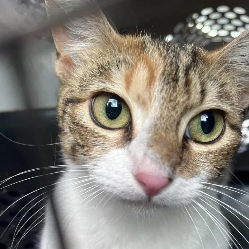 A young medium-sized female Torbie Domestic Short Hair cat named Teenie for adoption in Lake Jackson, TX