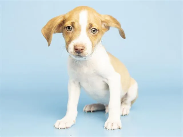 Peanut