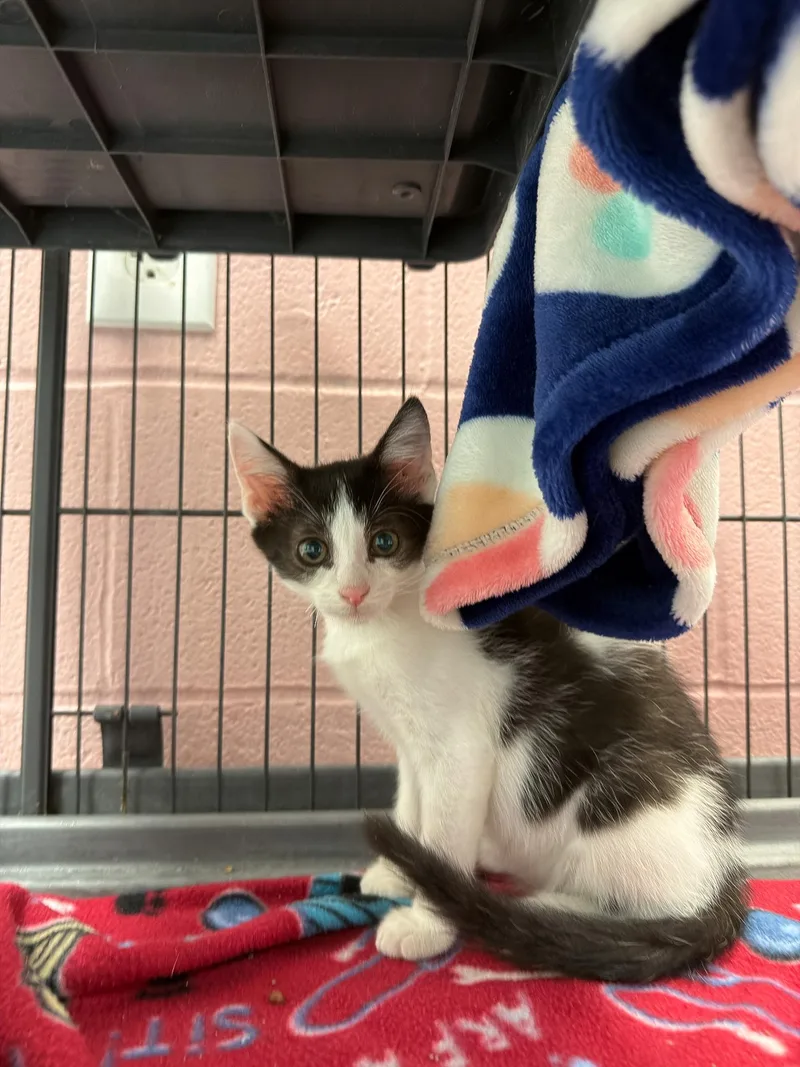 A baby medium-sized male Black & White / Tuxedo Domestic Short Hair cat named Sean for adoption in Allen, TX