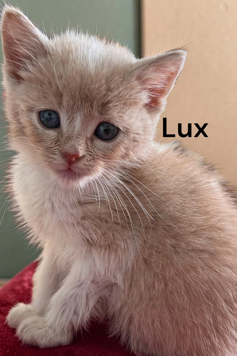 A baby medium-sized male Tabby cat named Lux for adoption in Weems, VA