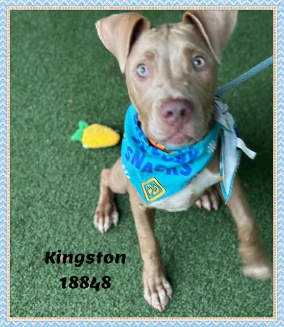 A baby medium-sized male Brown / Chocolate American Bully dog named Kingston for adoption in Marietta, GA