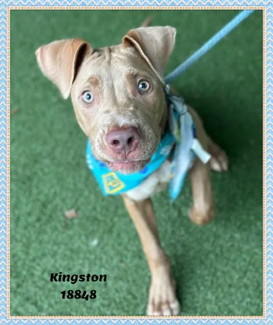 Kingston thumbnail 3