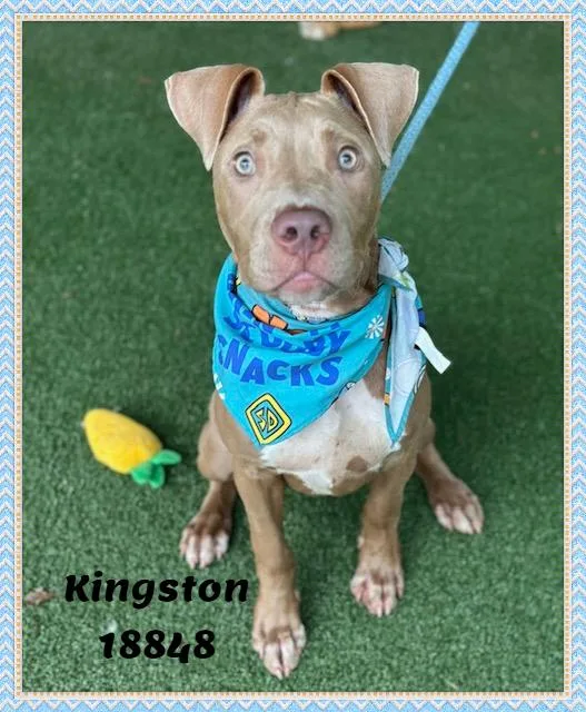 Kingston thumbnail 4