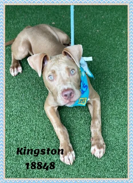 Kingston thumbnail 5