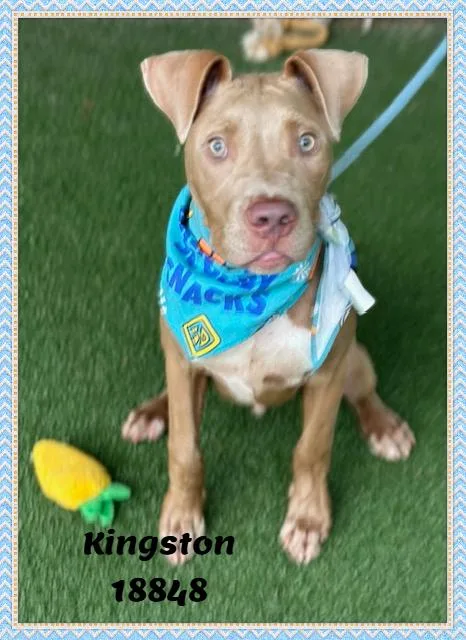 Kingston thumbnail 6
