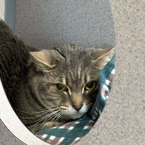 An adult medium-sized female Domestic Short Hair cat named Gracy for adoption in Gardnerville, NV