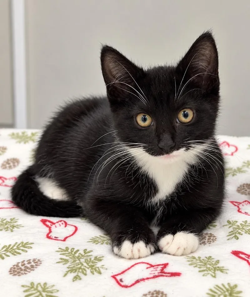 A baby small-sized male Domestic Short Hair cat named Artie for adoption in Ewing, NJ
