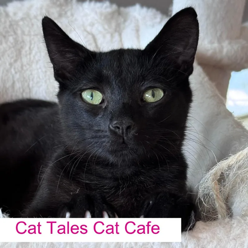 A young medium-sized male Black Domestic Short Hair cat named Dil for adoption in Chapel Hill, NC
