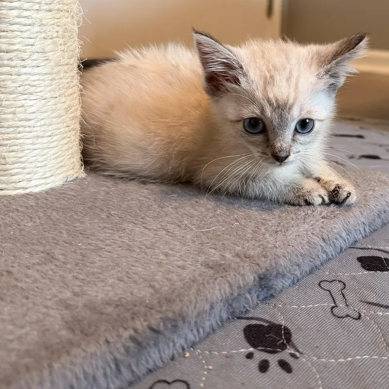 A baby small-sized female Domestic Short Hair cat named Cannoli for adoption in Wanaque, NJ