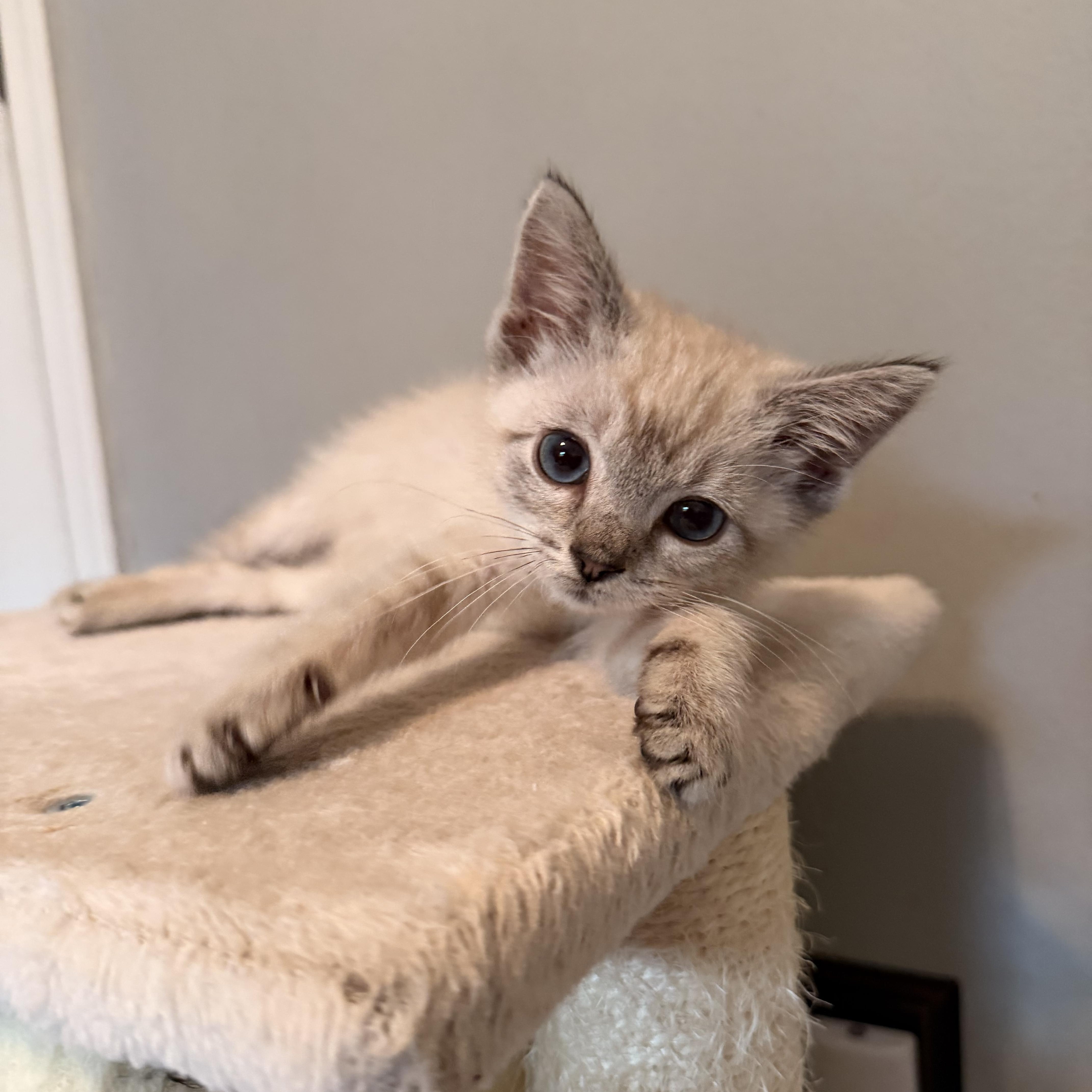 Cannoli thumbnail 2