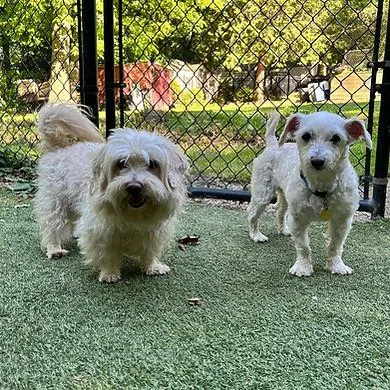 A senior small-sized male Poodle dog named Bert And Ernie for adoption in Huntington, NY