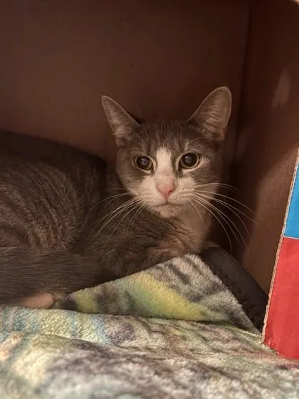 An adult small-sized female Domestic Short Hair cat named Sky for adoption in Quakertown, PA