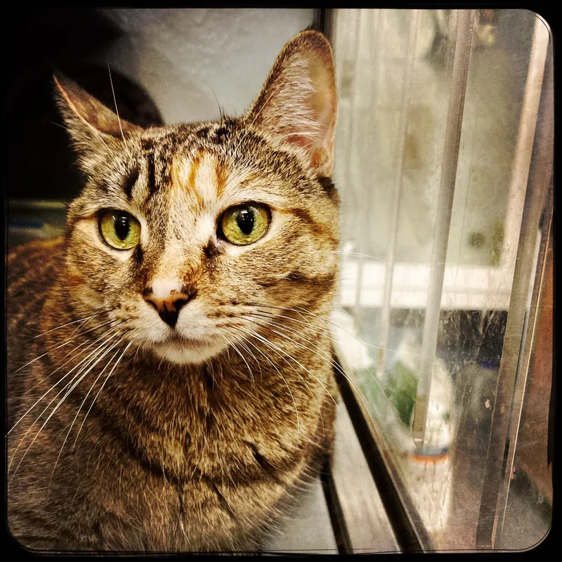 A young medium-sized female Torbie Domestic Short Hair cat named Cher for adoption in New York, NY