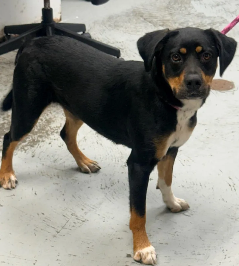 A young medium-sized female Beagle dog named Tootsie for adoption in North Vernon, IN