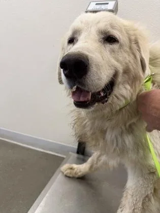 An adult extra large-sized male Great Pyrenees dog named Moses for adoption in Fresno, CA