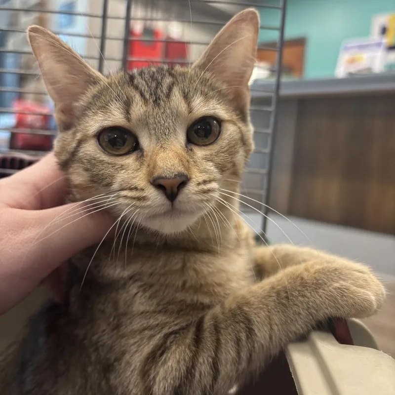 A baby small-sized female Tortoiseshell Domestic Short Hair cat named Kilee for adoption in Newark, DE