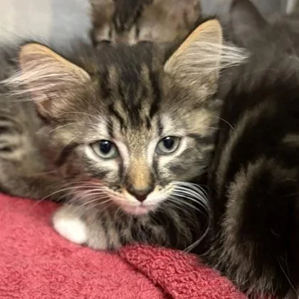 A baby medium-sized male Domestic Short Hair cat named Hiro for adoption in Sacramento, CA