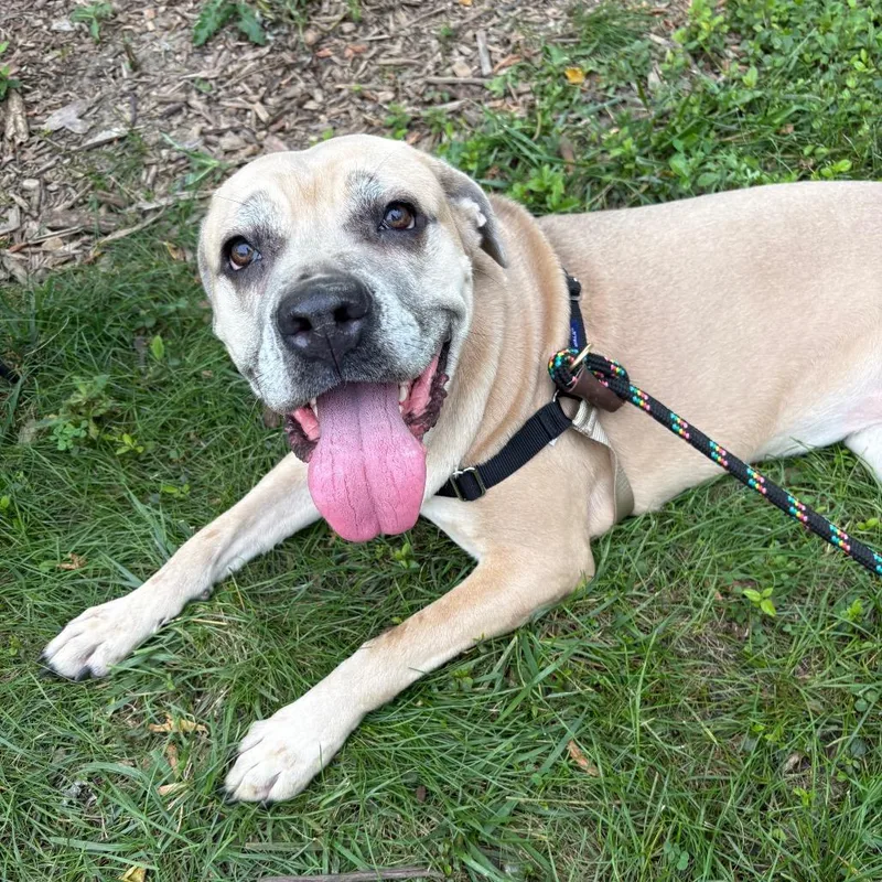 An adult large-sized female Apricot / Beige Mastiff dog named Millie for adoption in Wheeling, IL