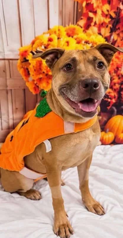 An adult medium-sized female Red / Chestnut / Orange Pit Bull Terrier dog named Ashley for adoption in Euclid, OH