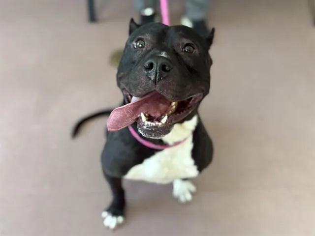 An adult large-sized male Pit Bull Terrier dog named Eastwood for adoption in Antioch, CA