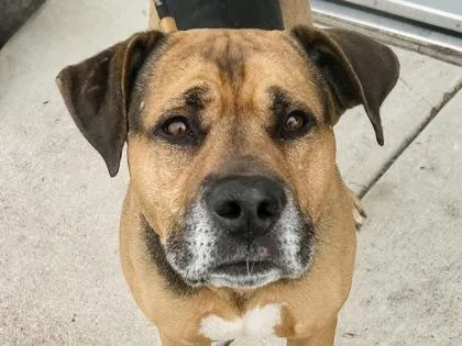 A senior large-sized male Bicolor Mixed Breed dog named Diesel for adoption in Georgetown, TX