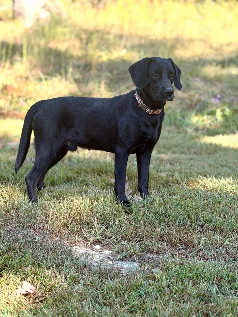 A baby large-sized male Black Labrador Retriever dog named Cody for adoption in Gradyville, KY