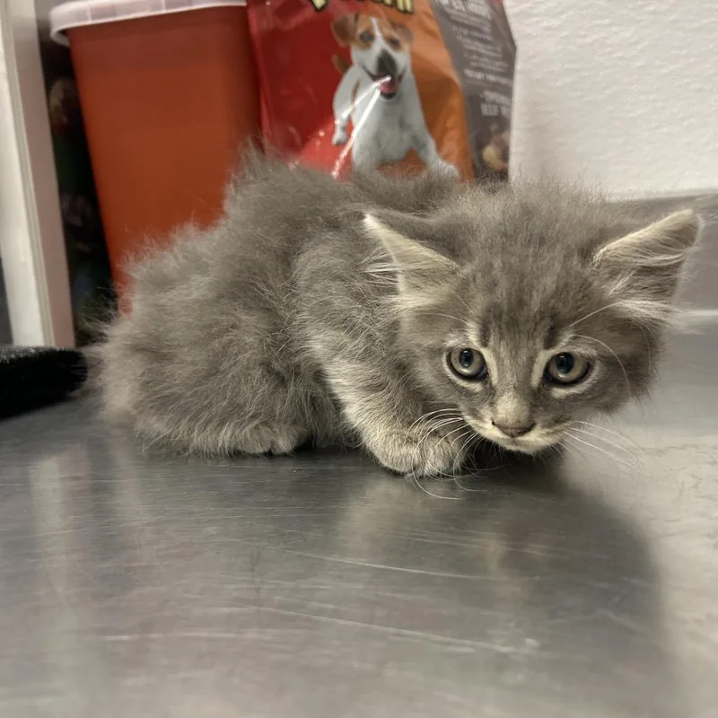 A baby small-sized male Gray / Blue / Silver Domestic Medium Hair cat named Haccstray for adoption in Henderson, NV