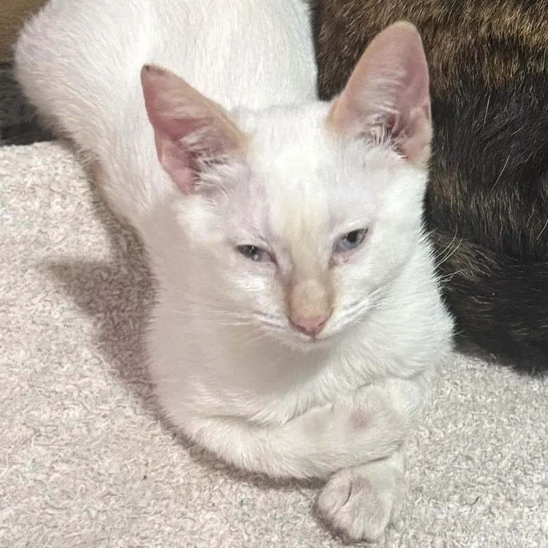 A baby medium-sized male Orange & White Domestic Short Hair cat named Jack Frost for adoption in Liverpool, TX