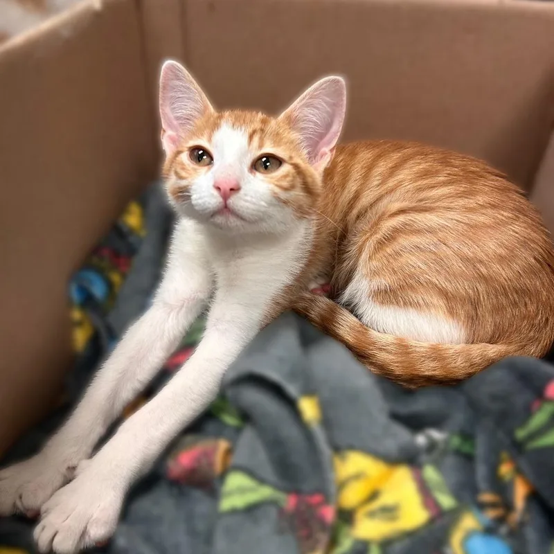 A baby small-sized male Orange / Red Domestic Short Hair cat named Bobbie for adoption in Davenport, IA