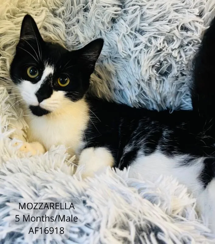 Mozzarella