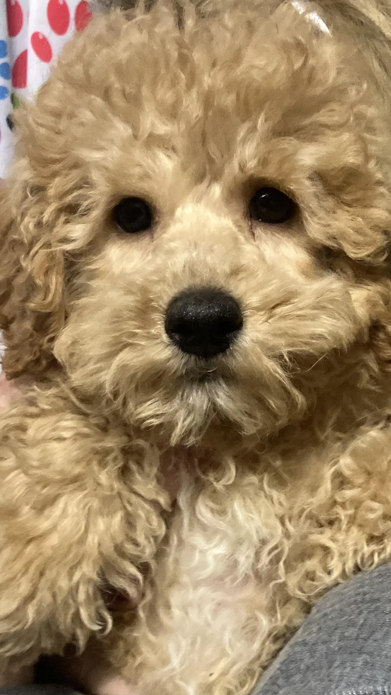 Simon