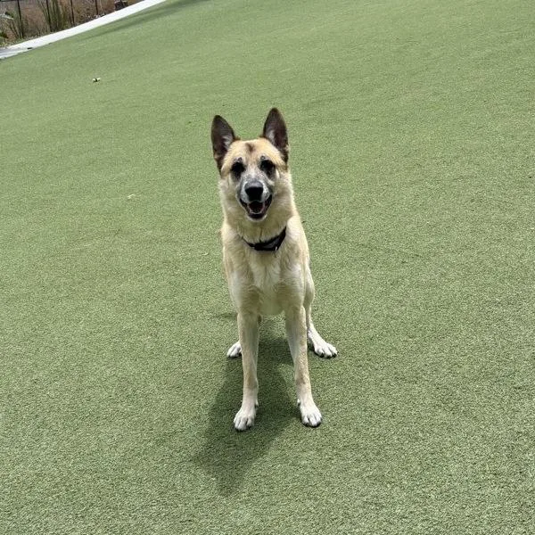 An adult large-sized male Belgian Shepherd / Sheepdog dog named Kratos for adoption in Oceanside, CA