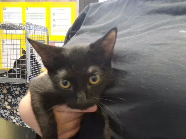 A baby small-sized female Domestic Short Hair cat named Licorice for adoption in Tulsa, OK