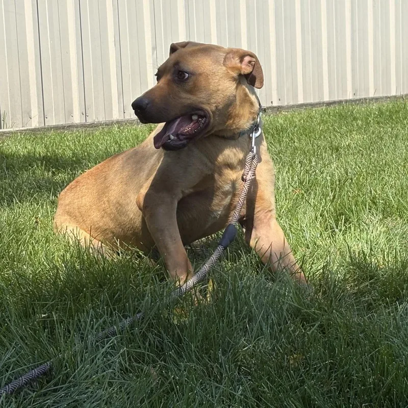 A young medium-sized male Golden Black Mouth Cur dog named Dwight for adoption in Williston, VT