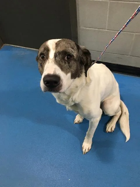 An adult large-sized male Mixed Breed dog named Louie for adoption in Dallas, TX