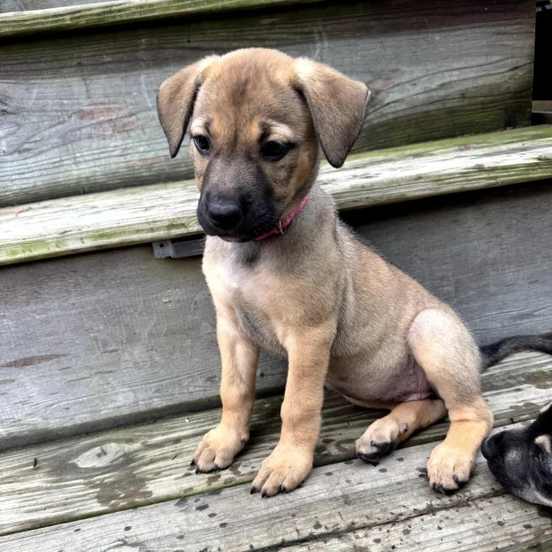 A baby medium-sized female Brown / Chocolate German Shepherd Dog dog named Dolly for adoption in Potomac, MD