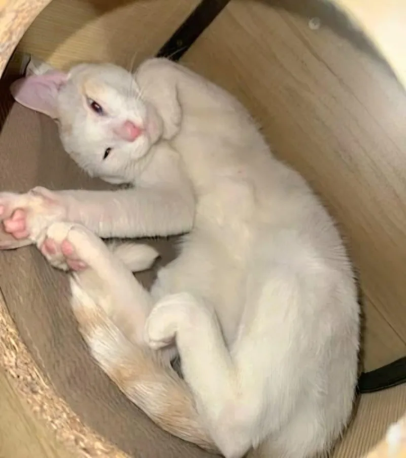 A young medium-sized female Siamese cat named Frosty for adoption in miami, FL