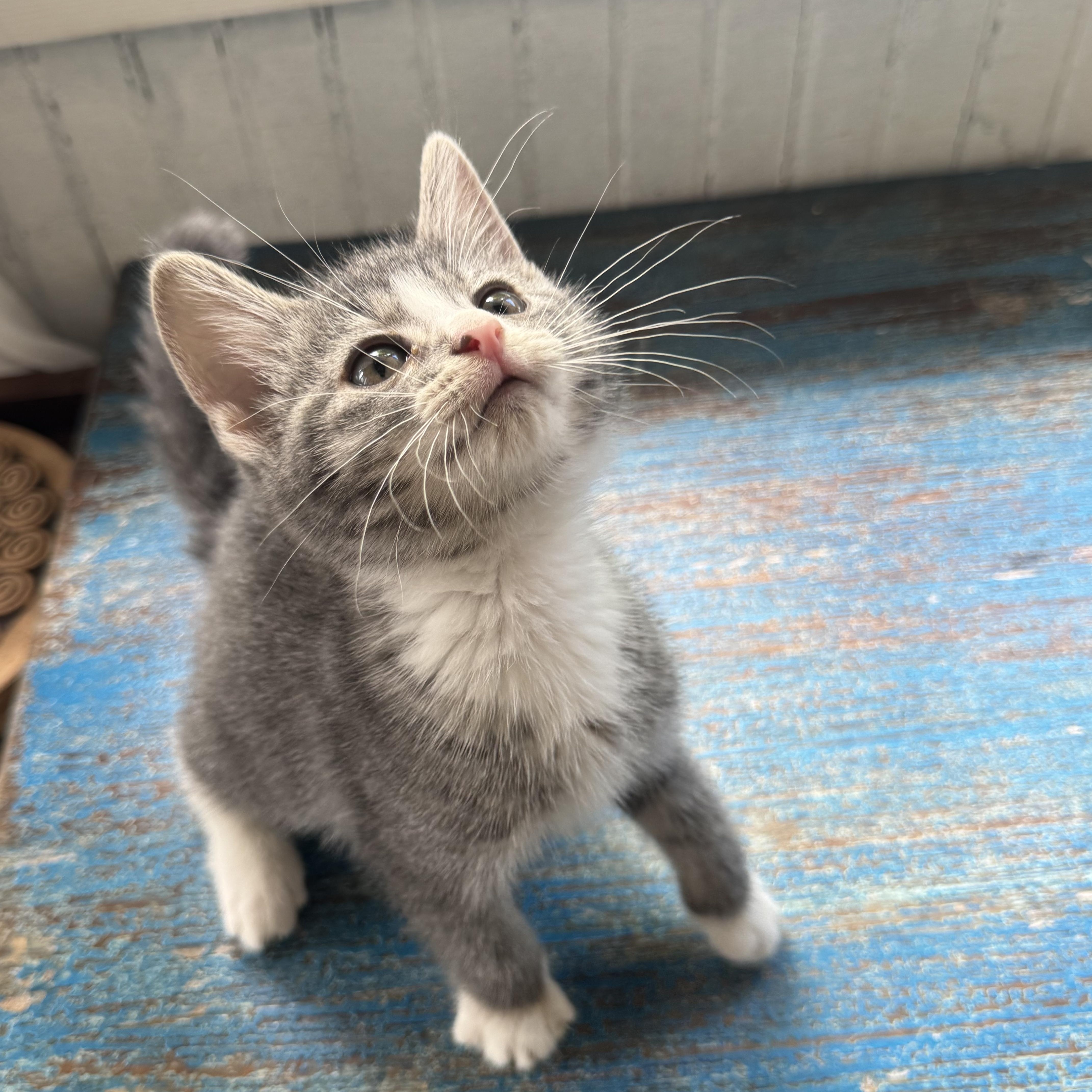 A baby medium-sized female Domestic Short Hair cat named Clover for adoption in Clifton, NJ