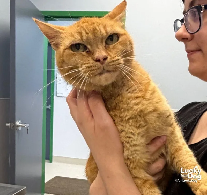 An adult medium-sized female Orange / Red Domestic Short Hair cat named Tyto for adoption in Washington, DC